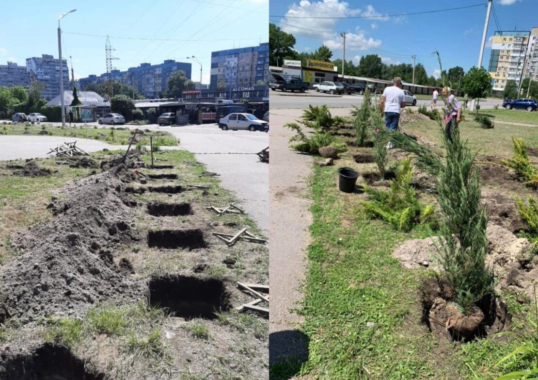 В АНД районе высаживают аллеи можжевельника – новости Днепра