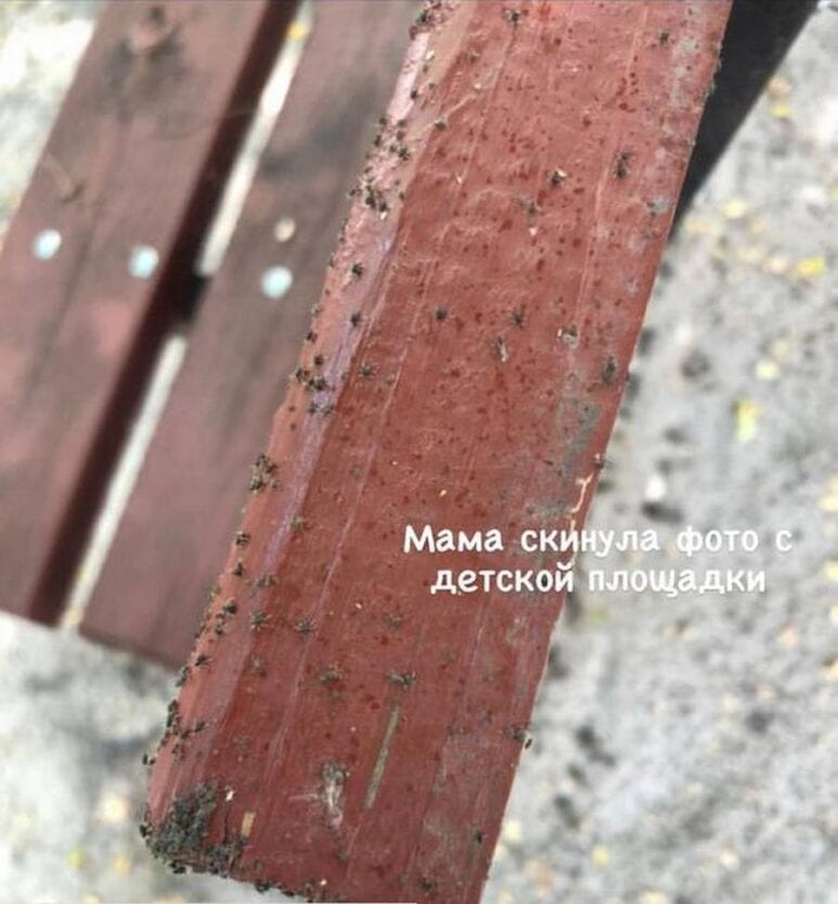 На детской площадке обнаружили сотни голубиных клещей (Фото) - новости Днепра
