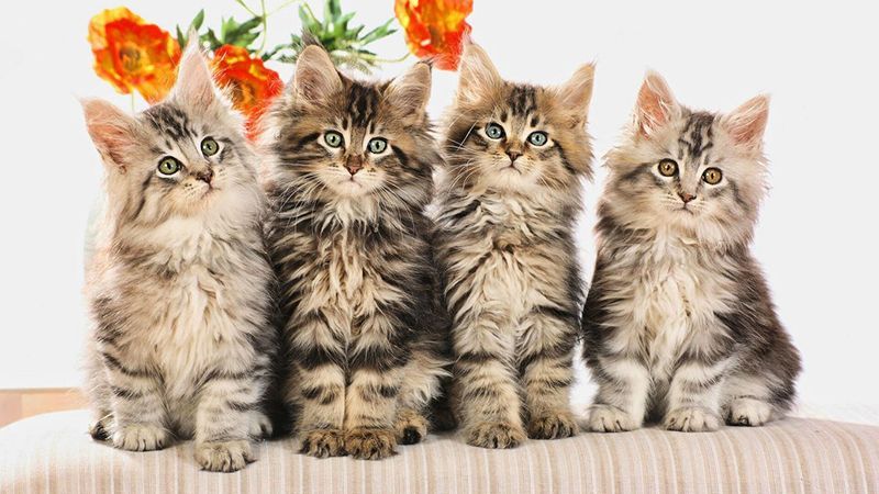 Пушистые породы кошек: полный список
