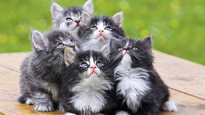 Породы пушистых кошек FIFe – I и II категории