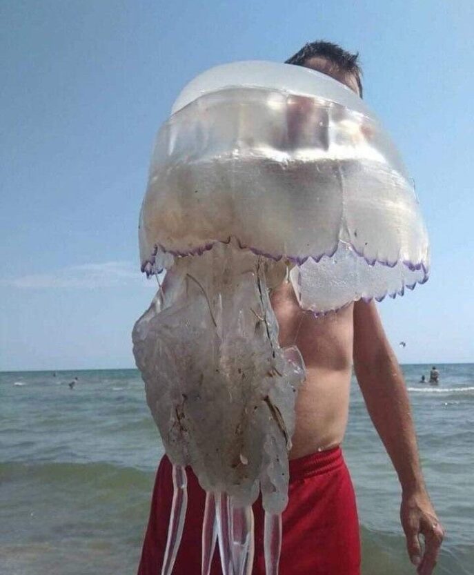 Медузы в Азовском море: можно ли избавиться от жалящих животных