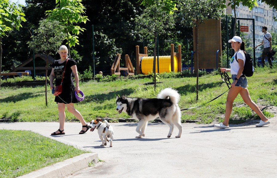 Удобно и безопасно: днепряне одобряют строительство современных площадок для выгула собак