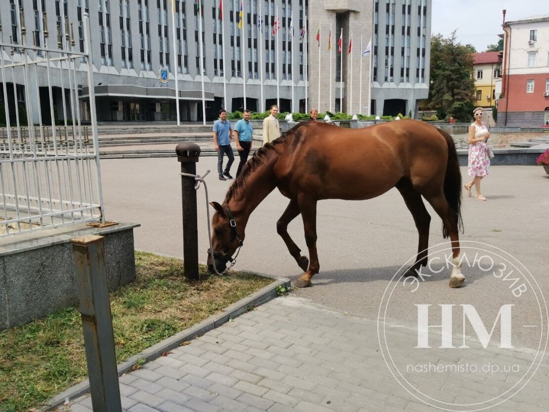 В центре Днепра привязали коня - новости Днепра