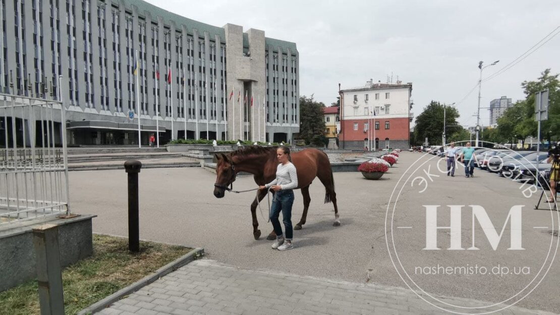 В центре Днепра привязали коня - новости Днепра