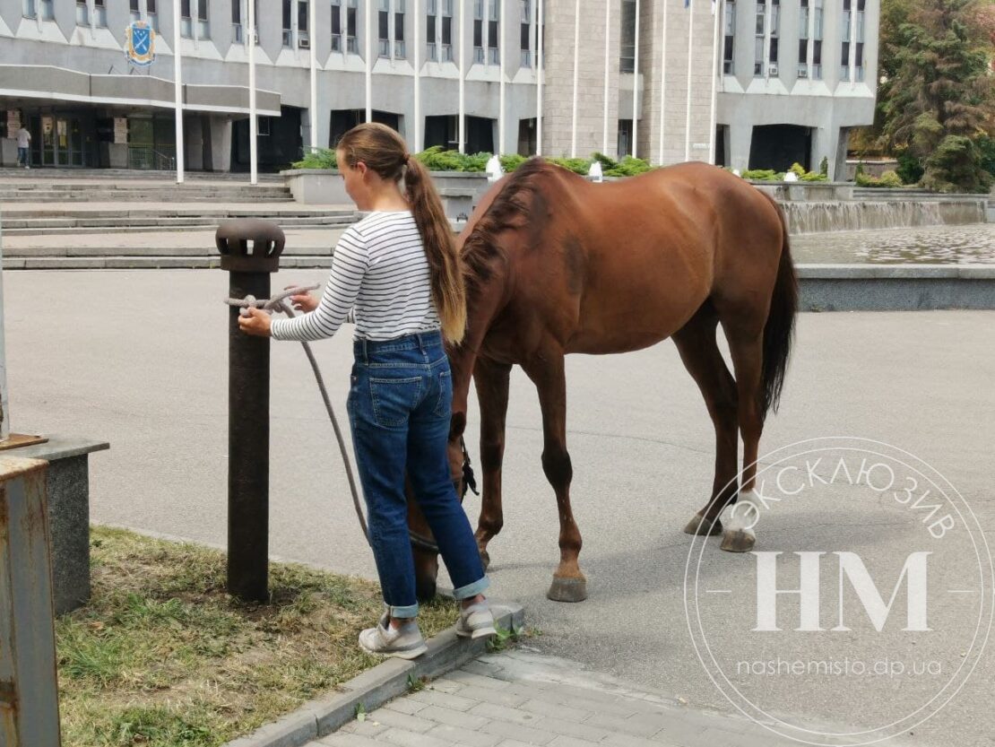 В центре Днепра привязали коня - новости Днепра