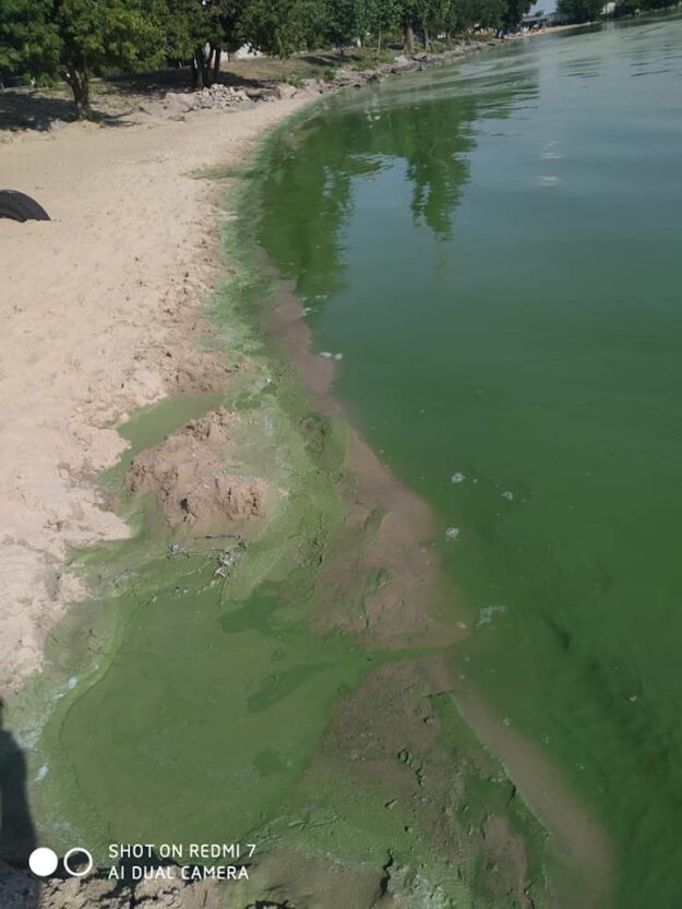 В Каховском море в Никополе вода превратилась в зелёную вонючую жижу (Фото)