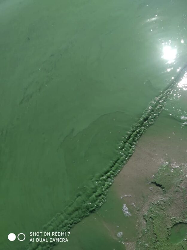 В Каховском море в Никополе вода превратилась в зелёную вонючую жижу (Фото)