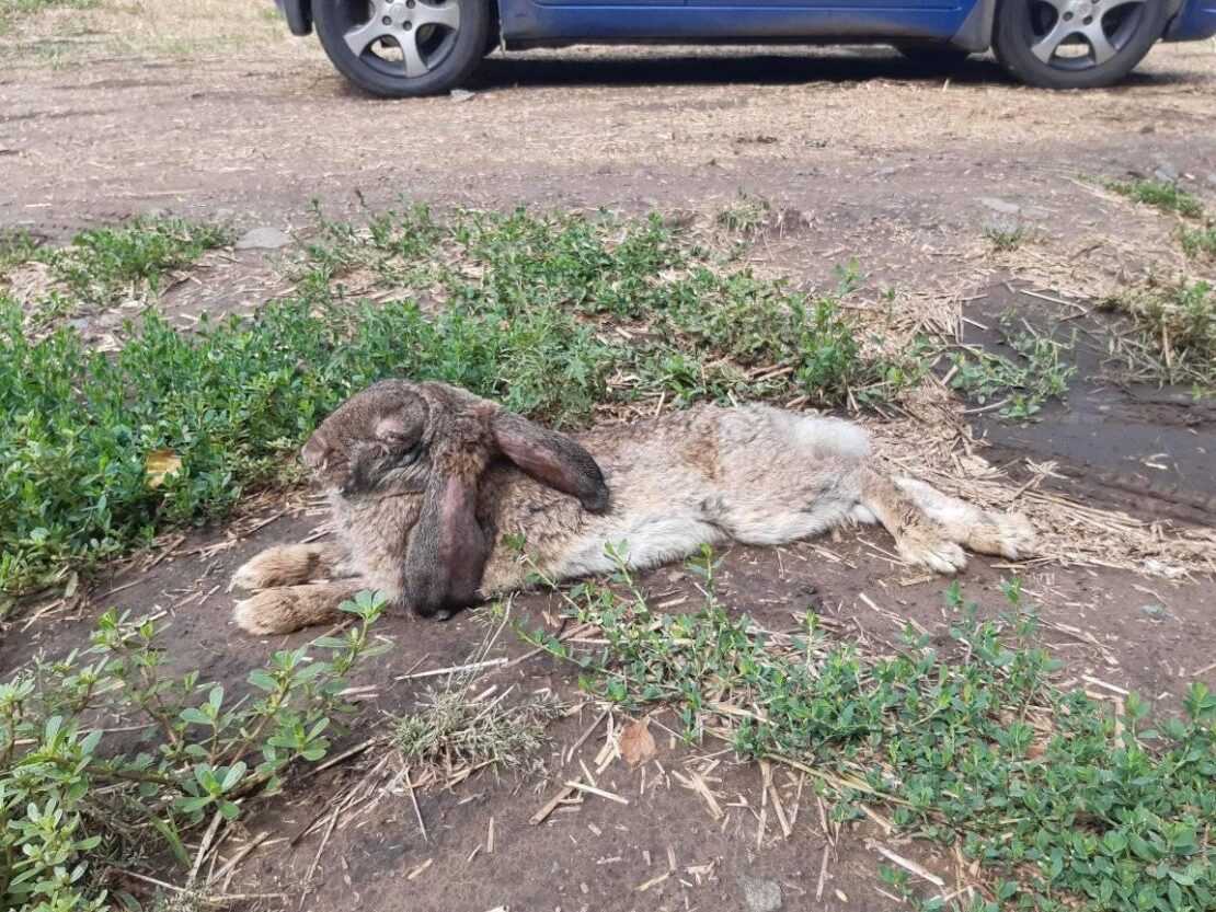 Тяжело дышали и не двигались: под Днепром в посадку выбросили больных кроликов (Фото)