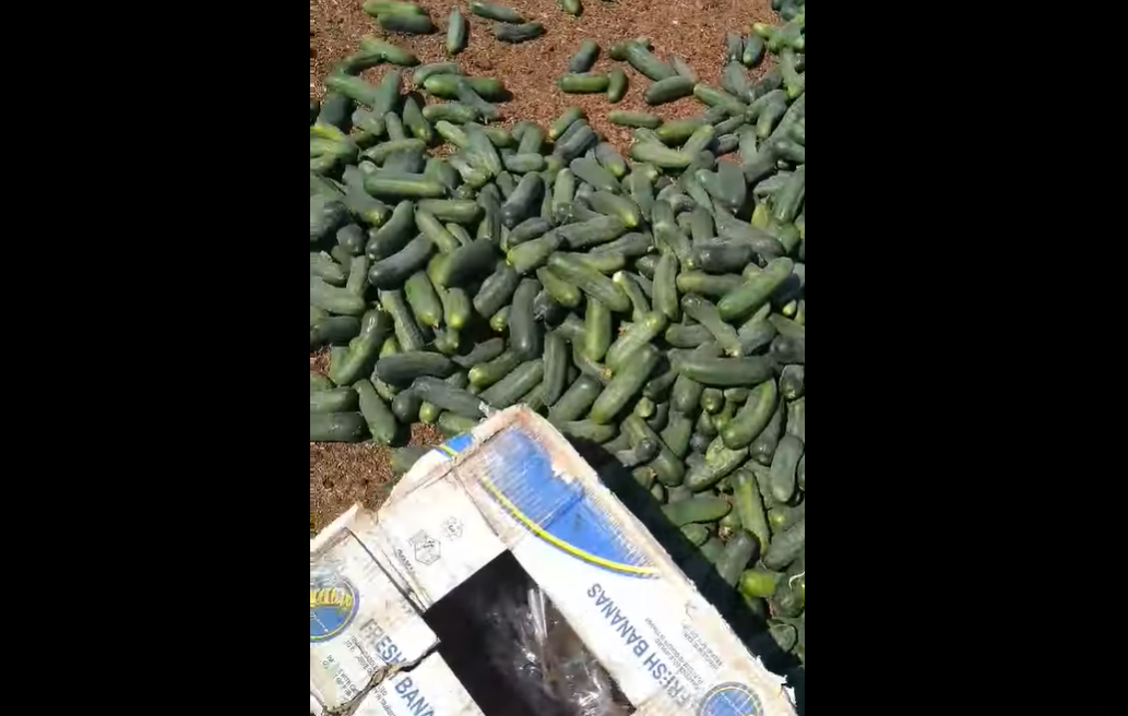 Фермеры тоннами выбрасывают огурцы (Видео) - новости Днепра