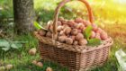 Ореховый Спас 2021: когда и как праздновать - новости Днепра