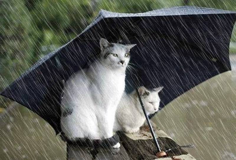 Прогноз погоды, дожди, сильный ветер - новости Днепра