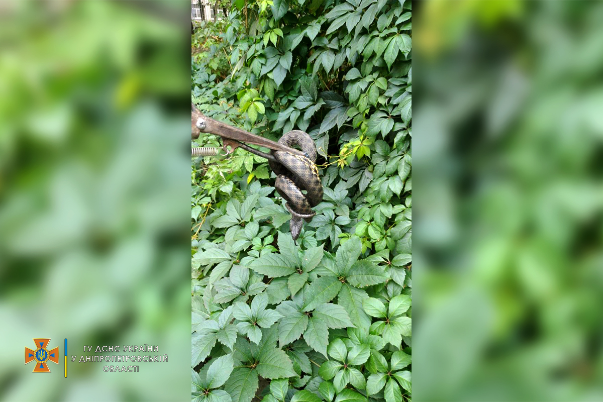 В Днепре во дворе жилого дома обнаружили огромную змею (фото)