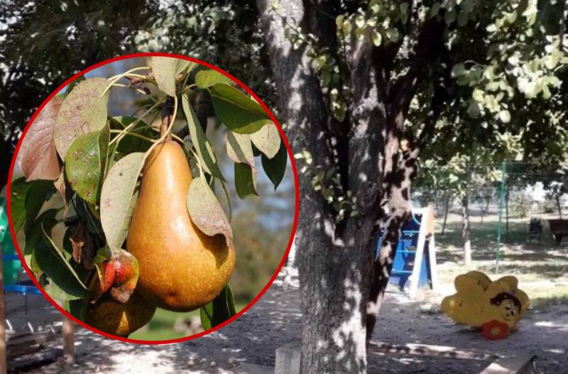 Женщина требует срубить фруктовое дерево - новости Днепра