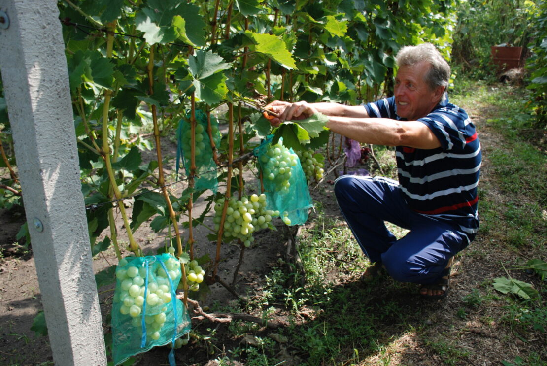 Виноградный гений из Днепра: интервью с известным селекционером Сергеем Зеленским