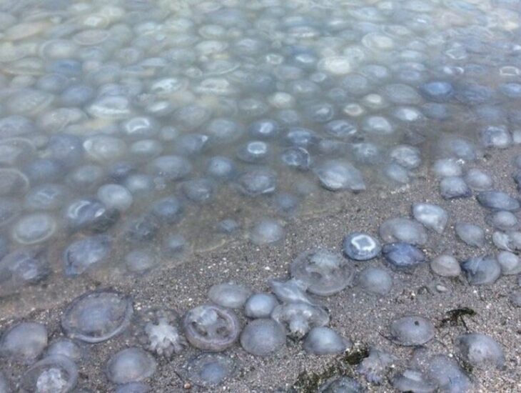 Азовське море: експерти розповіли, чи допоможуть сітки від медуз