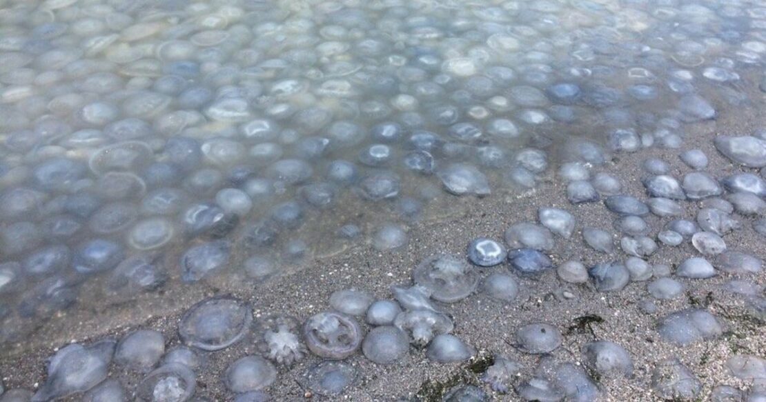 Азовське море: експерти розповіли, чи допоможуть сітки від медуз