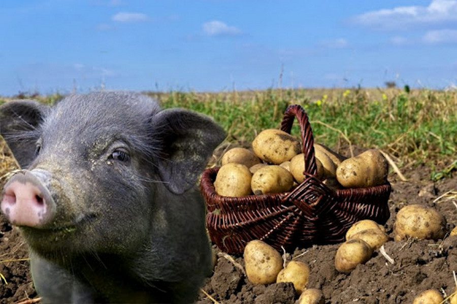В Украине прогнозируют дефицит картофеля 2021 - новости Днепра