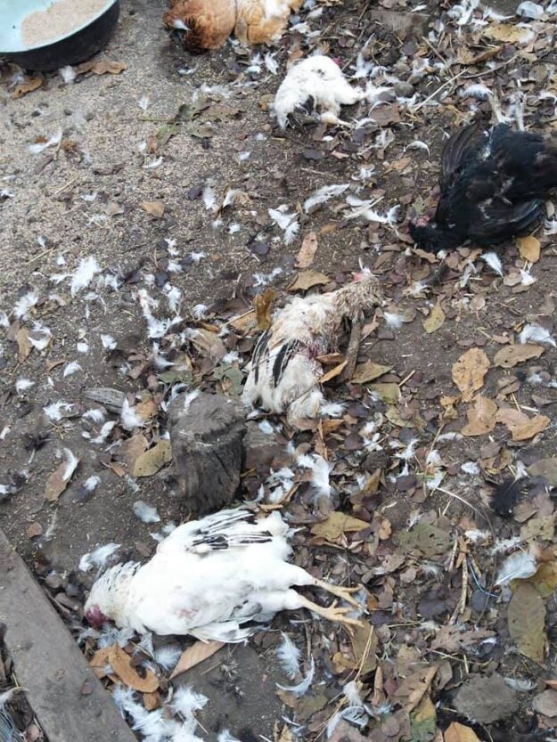 Неизвестный зверь убил 11 кур под Днепром (Фото) - новости Днепра