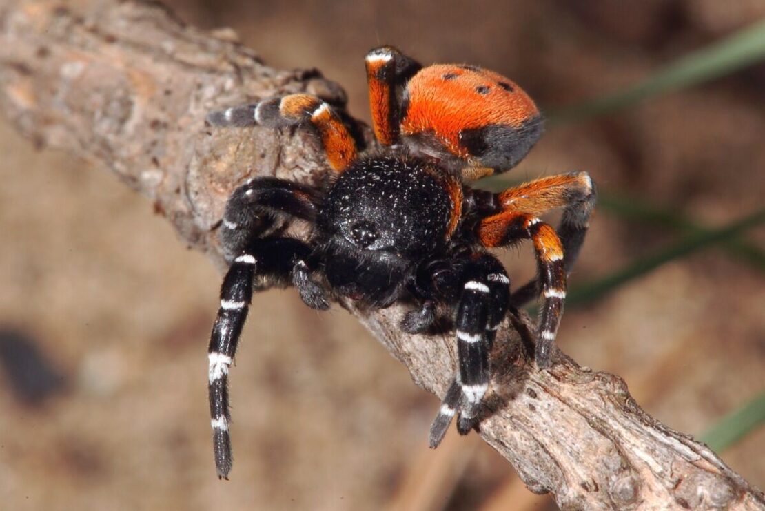 Самец паука эрезуса напугал горожан - новости Днепра
