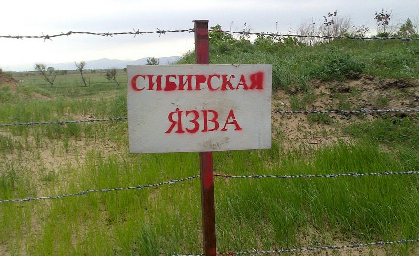 В Украине зафиксирован случай сибирской язвы