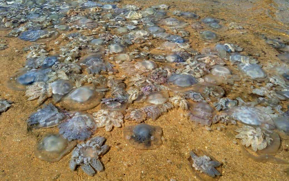 Не морем единым: эксперт рассказал, чем будут привлекать на Азовское море в случае нашествия медуз
