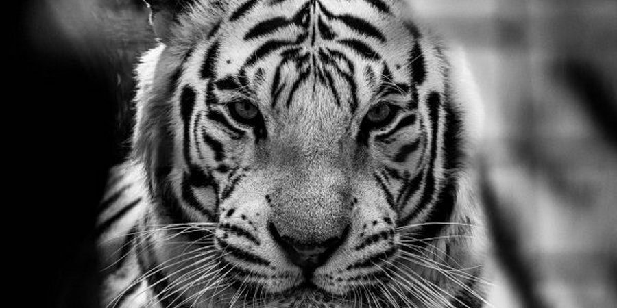 Черный Водяной Тигр 2022: как угодить животному - новости Днепра