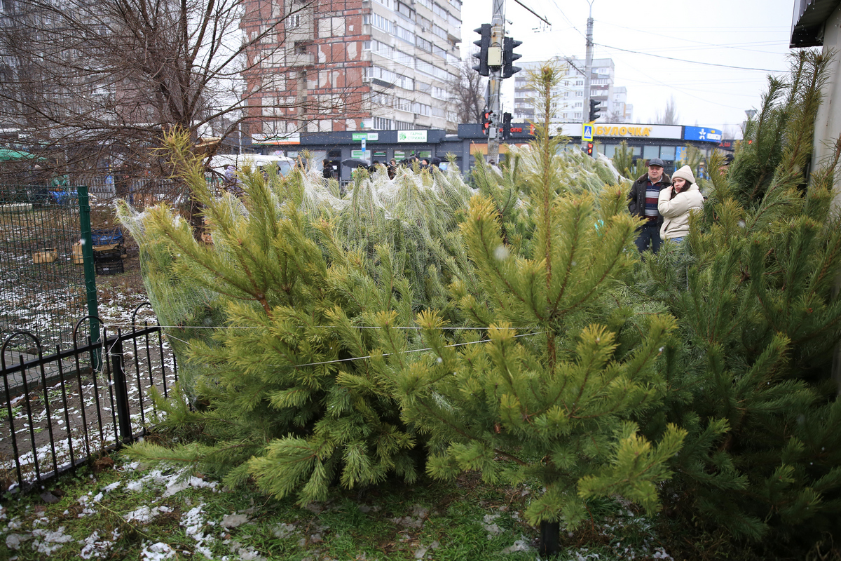 Начали массово проверять елочные базары - новости Днепра