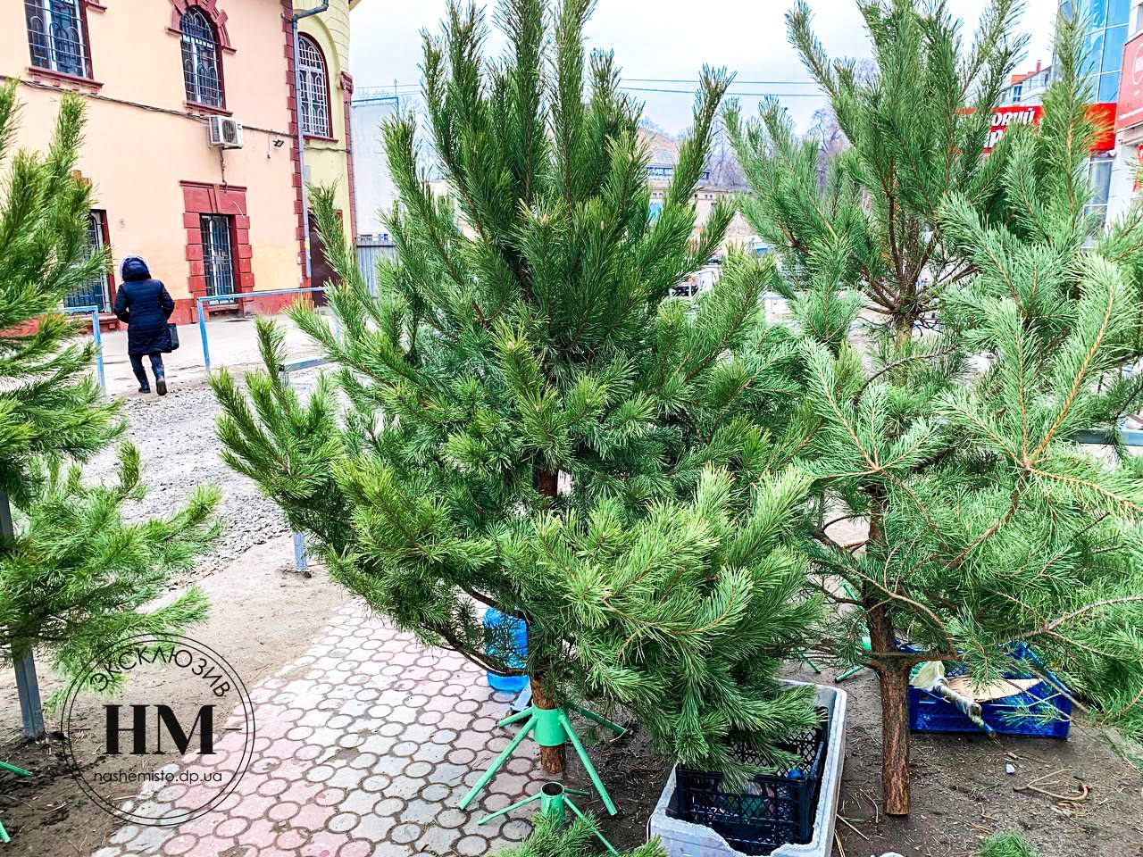 Купить елку на «Озерке» 2021: цена (Фото) - новости Днепра