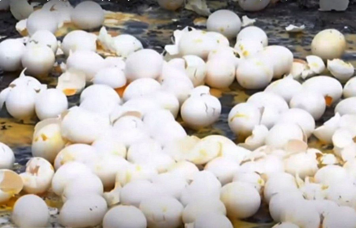 По трассе Днепр-Павлоград рассыпались сотни яиц - новости Днепра