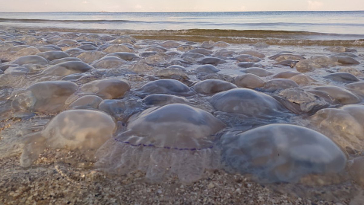 Где на Азовском море отдохнуть без медуз — комментарии экспертов