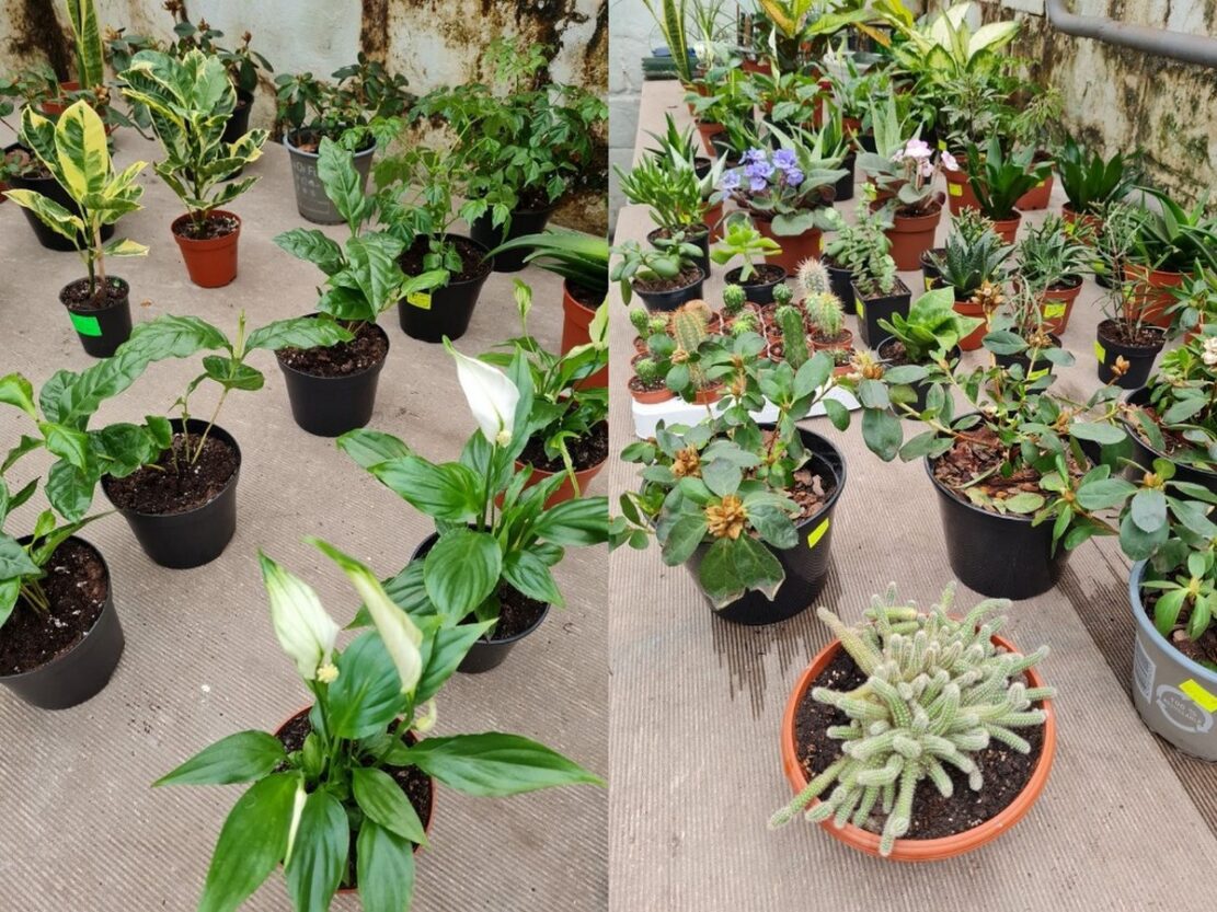 Распродажа комнатных растений в ботсаду ДНУ - новости Днепра