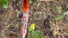 Изнасиловали и зверски убили девушку (Фото 18+) - новости Днепра