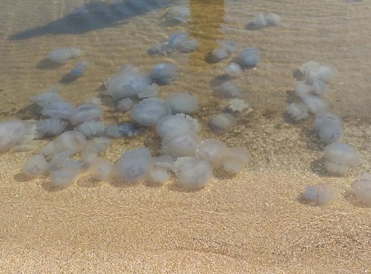 Медузы в Азовском море в 2022 году не исчезнут