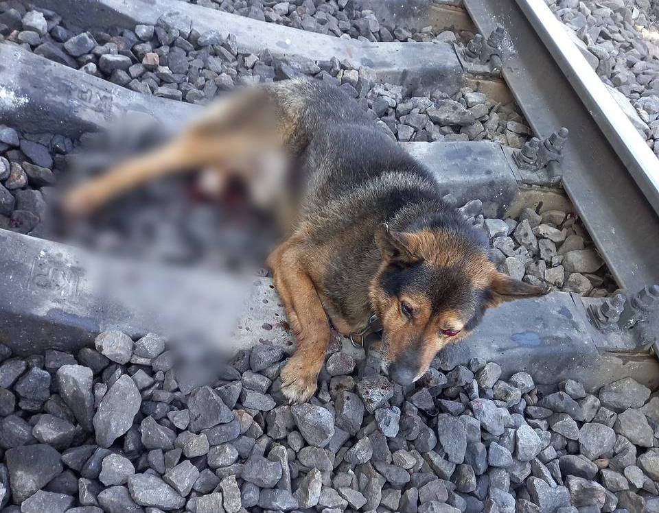 В Днепре работники железной дороги спасли собаку, попавшую под поезд (Фото)