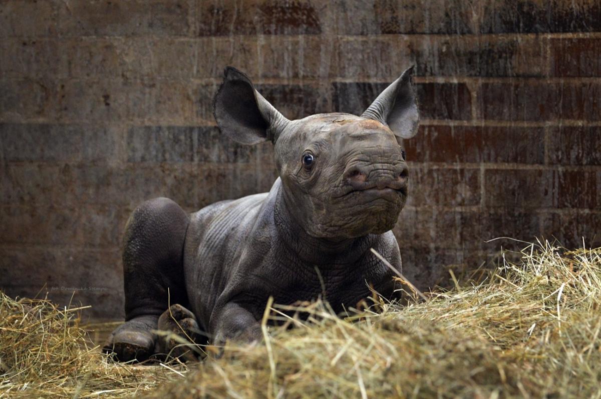 Назвали Киевом в честь героев Украины: в Чехии родился редкий носорог