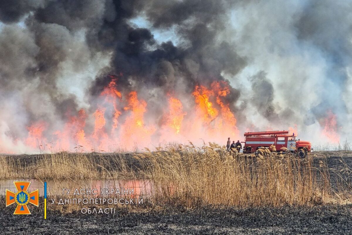 В Днепропетровской области загорелся лес (Фото) - новости Днепра