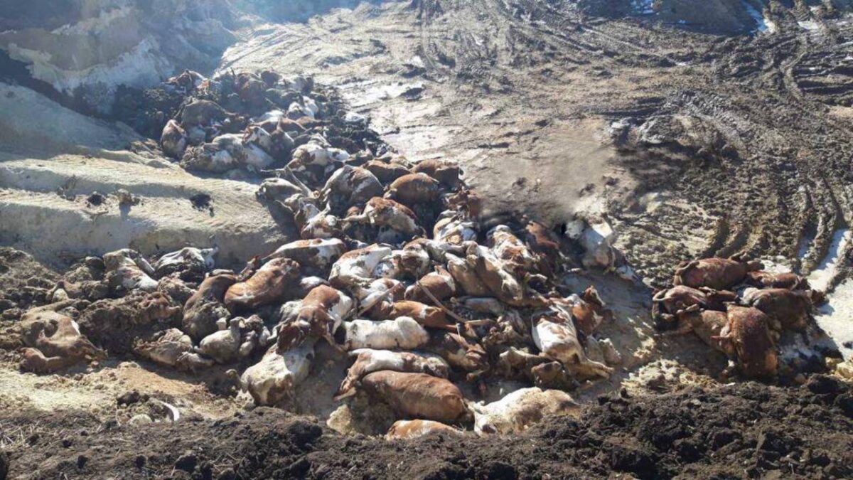 Оккупанты разбомбили ферму под Харьковом (Фото, видео)