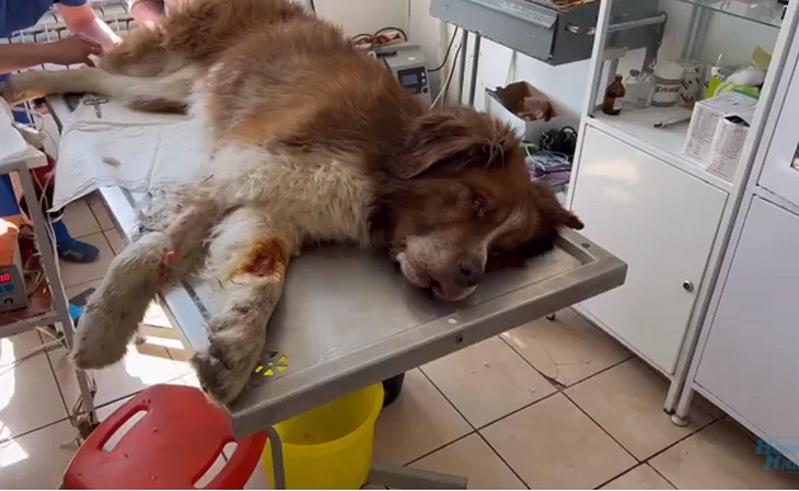 Спасают собаку с тяжелыми ранениями - новости Днепра