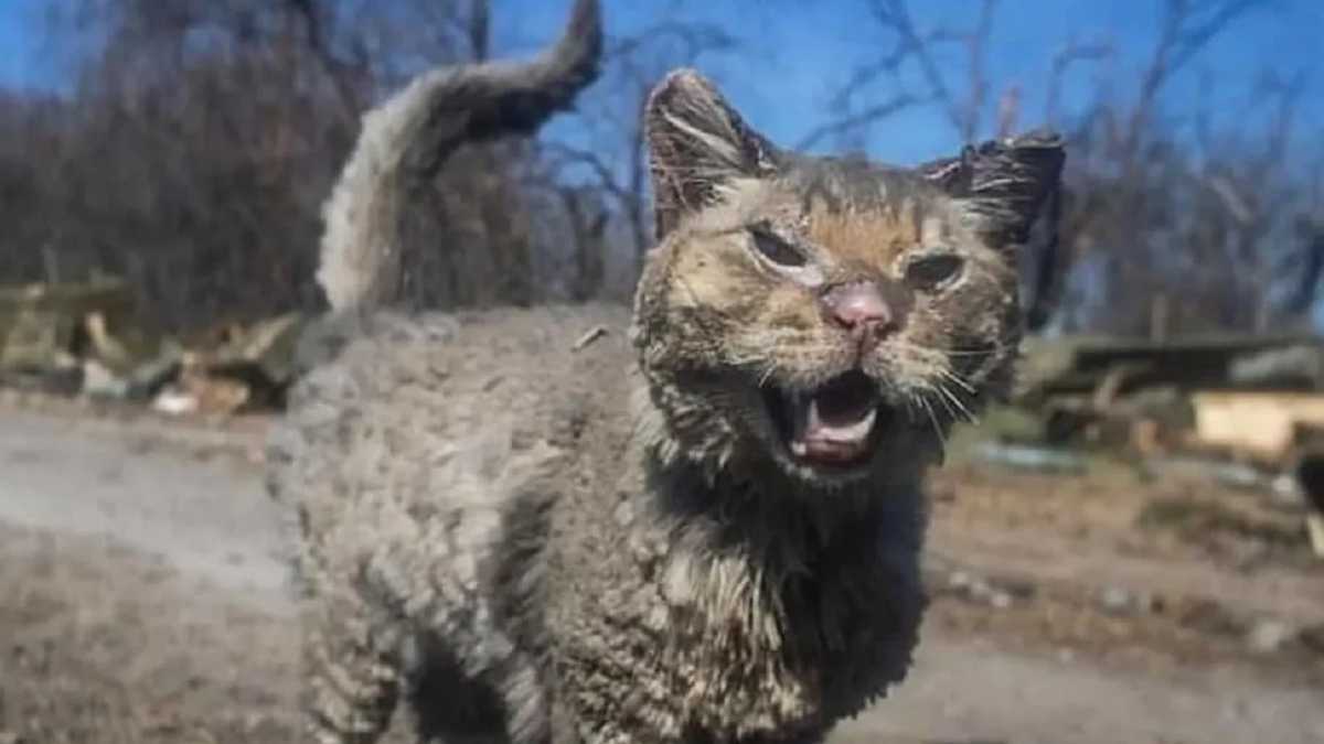 Известного обожженного котика из Киевщины приютили и назвали Фениксом - новости Днепра