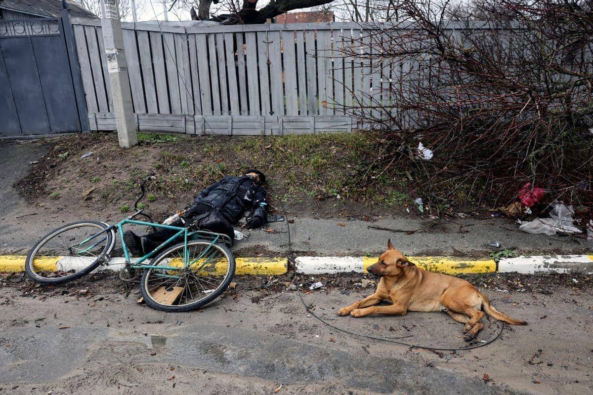 Под Киевом показали пса, который не покидает убитого хозяина
