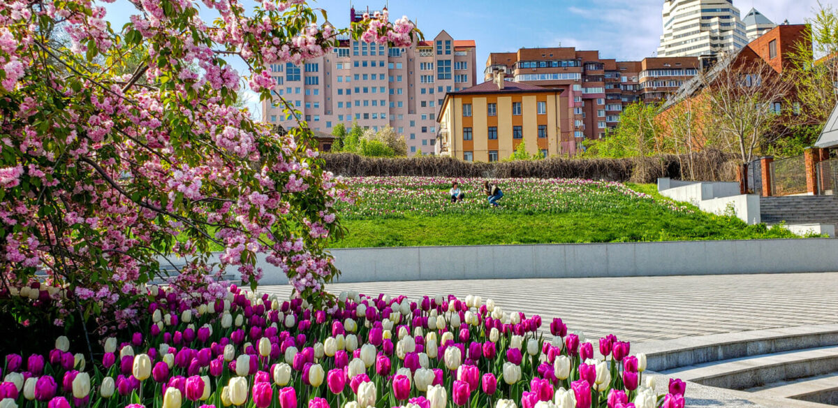 Тюльпаны в парке Шевченко - новости Днепра