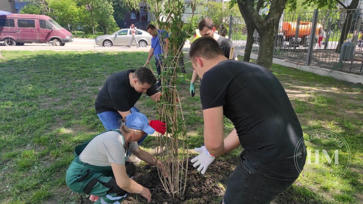 Высадка деревьев в сквере Янгеля - Наше Мисто