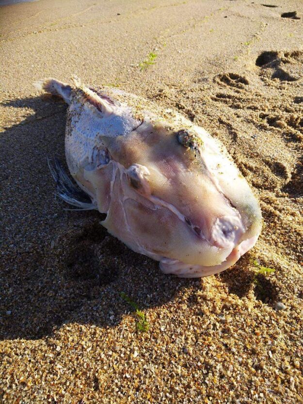 В Азовском море гибнут краснокнижные рыбы - Наше Мисто