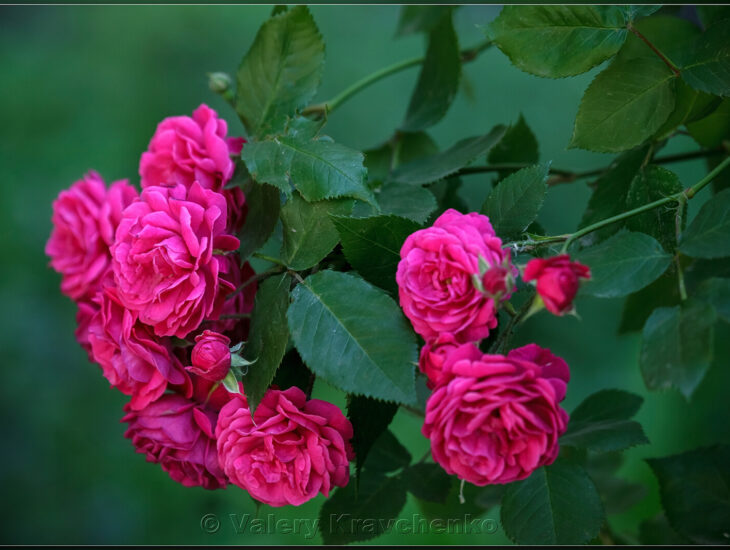 Розы в парке Глобы - Наше Мисто