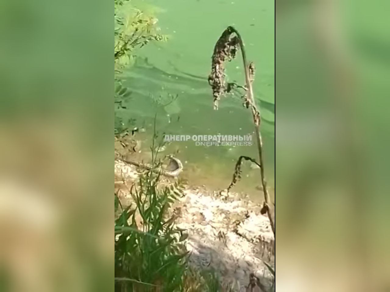 В районе ж/м Солнечный возле берега реки Днепр обнаружена красно-черная гадюка