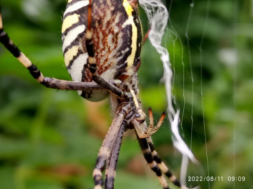 Новини Дніпра: У Дніпрі помітили павука аргіопу