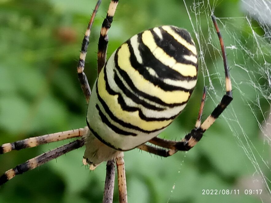 Новини Дніпра: У Дніпрі помітили павука аргіопу