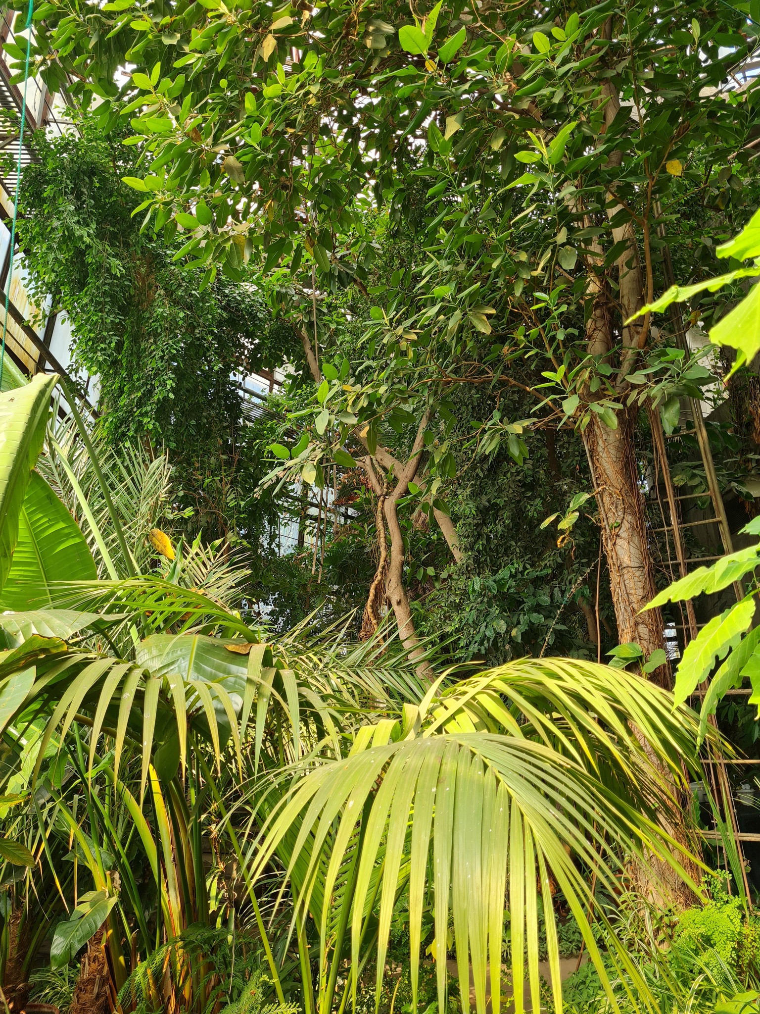 Ботсад ДНУ запрошує на екскурсії і за покупками: розклад і ціни