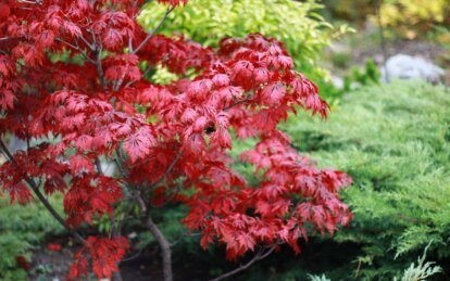 Новини Дніпра: У Дніпрі ботсад ДНУ відкриває двері для гостей