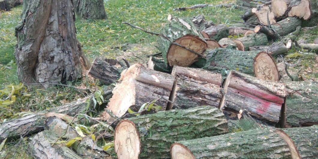 Новини Дніпра: Чому пиляють дерева в парку Глоби - Наше Місто